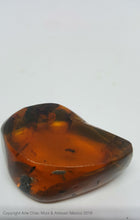 Medium dark amber piece with 3 insects
