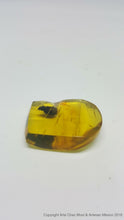 Piece of medium amber with beetle