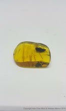 Piece of medium amber with beetle