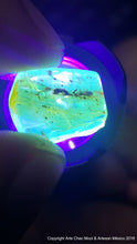 Piece of small amber with insect